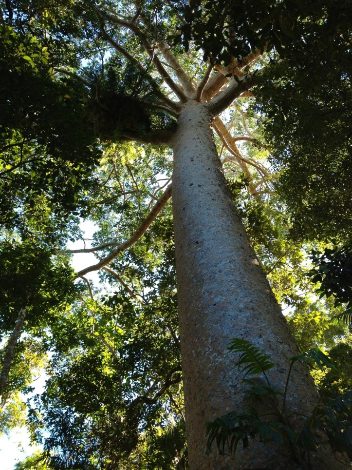 One of the massive trees that we saw whilst walking along the boardwalks at the first stop on the cable car trip